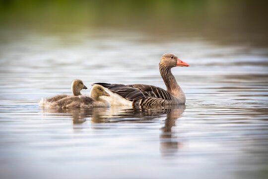 Mother goose with its gooselings on a calm river