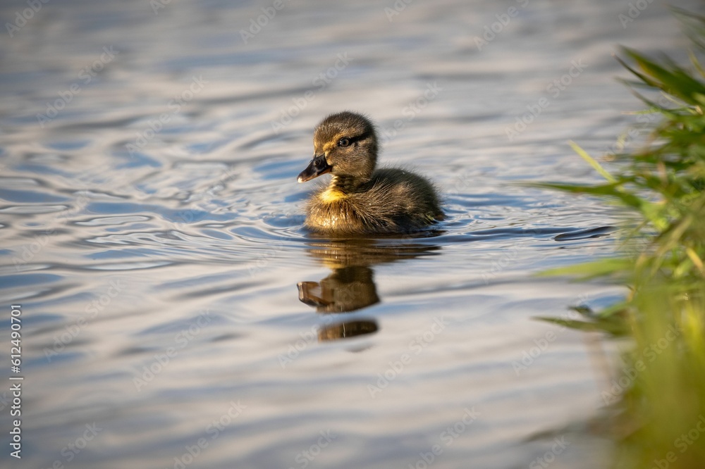 Poster Closeup shot of a baby duck swimming in the calm waters of a lake on the blurred background