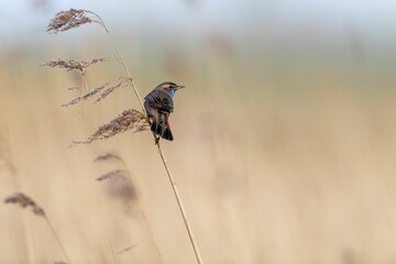 Small bluethroat (Luscinia svecica) perched on the stem of a plant on the blurred background