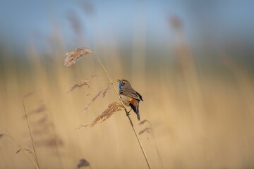 Small bluethroat (Luscinia svecica) perched on the stem of a plant on the blurred background