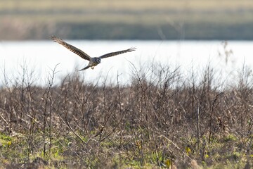 Hen harrier (Circus cyaneus) flying over the field with a lake in the blurred background
