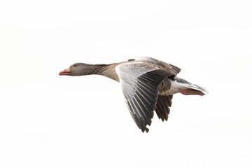Closeup shot of a goose flying in the air against the bright white daytime sky