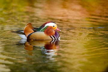 Closeup of a beautiful mandarin duck (Aix galericulata) swimming in a lake on the blurred background
