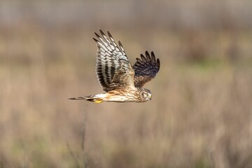 Closeup shot of a hen harrier (Circus cyaneus) flying on the blurred background during the daytime