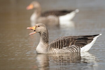 Closeup shot of geese swimming in the calm waters of a lake on the blurred background