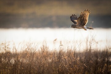 Hen harrier (Circus cyaneus) flying over the field with a lake in the blurred background