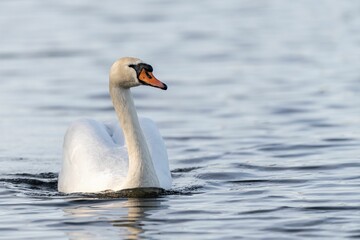 Closeup shot of a beautiful white swan (Cygnus) swimming in the calm water on the blurred background