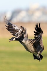 Vertical of an aggressive Canadian goose (Branta canadensis) with spread wings on blurred background