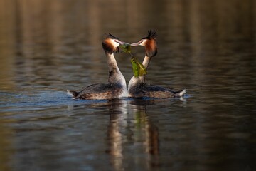 Closeup of great crested grebe (Podiceps cristatus) mating in the water
