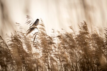 Obraz premium Sepia of a Common reed bunting (Emberiza schoeniclus) perched on a plant on the blurred background