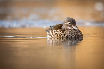 Closeup of a female mandarin duck (Aix galericulata) swimming in waters on the blurred background