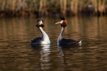 Closeup of great crested grebe (Podiceps cristatus) mating in the water