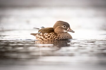 Closeup of a female mandarin duck (Aix galericulata) swimming in waters on the blurred background
