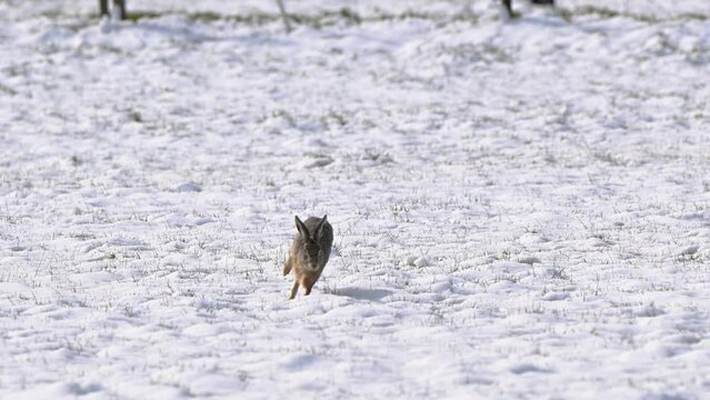 Close-up view of a brown hare running in a beautiful snowy farmland