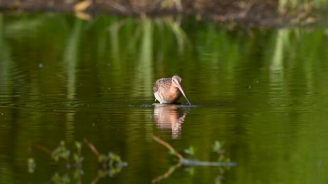 Closeup of a black-tailed godwit (Limosa limosa) in a pond