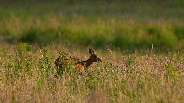 Roe deers grazing on frass dunes field on a sunny day