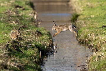 Brown rabbit jumping over a ditch to another rabbit in a green field