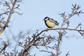 A small yellow tit bird, standing on a leafless tree branch, with a blue sky in the background