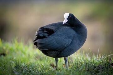 Eurasian coot with a slaty-black body, a glossy black head, and a white bill, standing in the grass