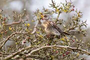 Closeup shot of a beautiful Fieldfare standing in a berry bush