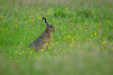 Side view of a brown hare in a green field with tiny yellow flowers