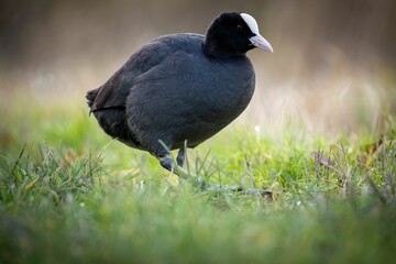 Eurasian coot with a slaty-black body, a glossy black head, and a white bill, standing in the grass