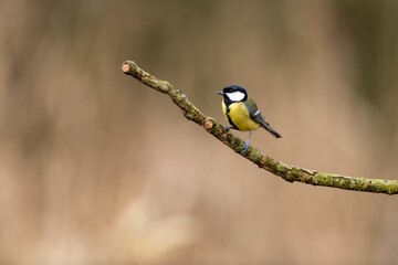 A tiny bird with white cheeks and a bright yellow belly on the branch, a close-up shot of coal tit