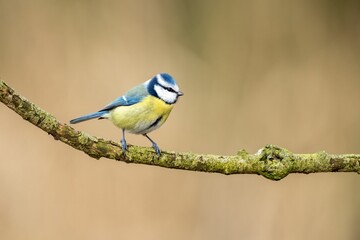A tiny bird with a bright yellow belly on the branch, a close-up shot of blue coal tit