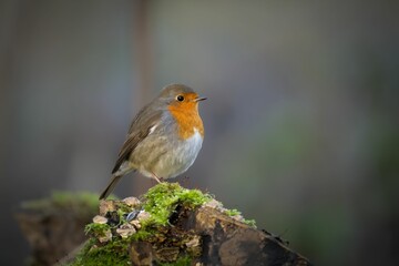 European robin bird with an orange spot perched on a moss-covered log