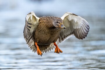 Duck with spread wings flying over a river