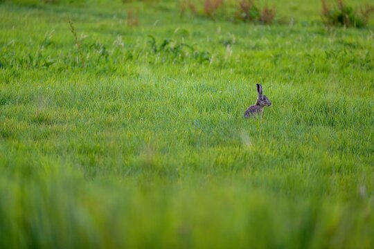 Brown rabbit standing in the distance in a green field