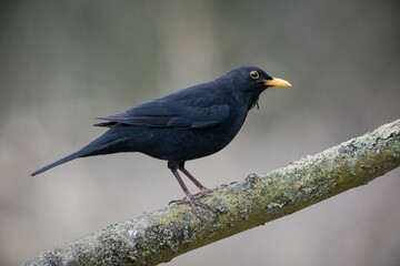 Small black bird perched on a tree branch , the Eurasian blackbird
