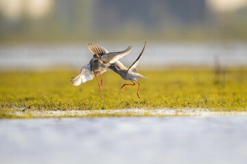 Shot of two Common Redshank (Tringa totanus) flying over a swamp on a sunny day - obrazy, fototapety, plakaty