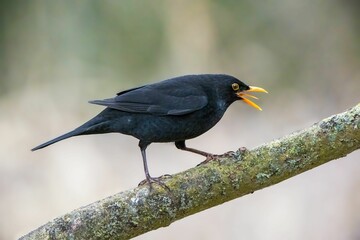 Small black bird perched on a tree branch with its beak open, the Eurasian blackbird