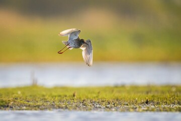 Common Redshank (Tringa totanus) flying over a swamp on a sunny day - obrazy, fototapety, plakaty