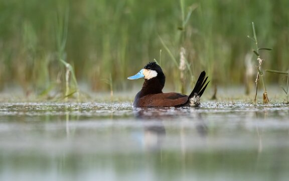 Beautiful view of ruddy duck in the lake
