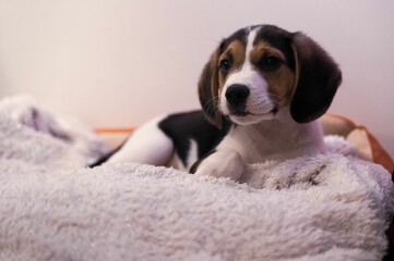 Adorable Beagle dog resting on its white soft bed