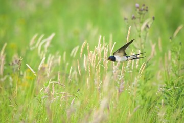 Beautiful view of a swallow in the field