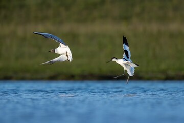 Beautiful view of avocet juvenile near the pond