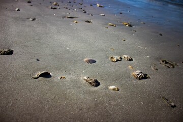 Selective focus shot of shells and stones on a sandy beach