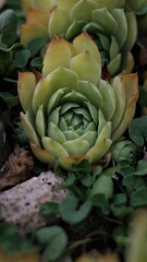Obraz premium Vertical shot of the Echeveria plant