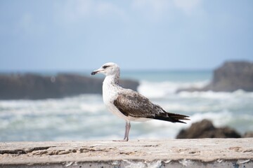 Closeup shot of a seagull