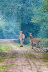 Vertical shot of two deers walking on the trail in the forest with green trees around