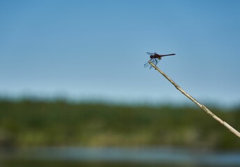 Fototapeta na wymiar Selective focus of a dragonfly on a stick