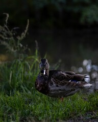 Macro vertical view of a Domestic duck perching on the grass