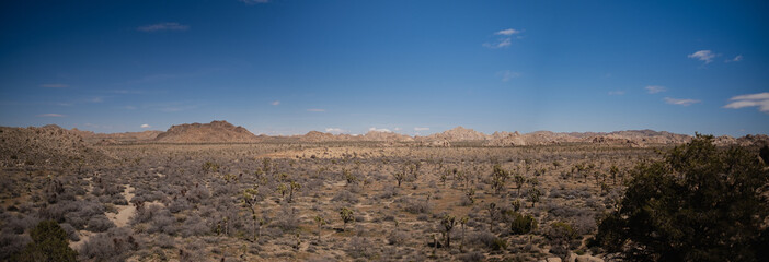 A panoramic view of Joshua Tree National Park. Wild joshua trees grow in the Mojave Desert. In the...