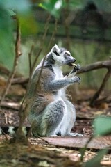Naklejka na ściany i meble Vertical shot of a Ring-tailed lemur eating