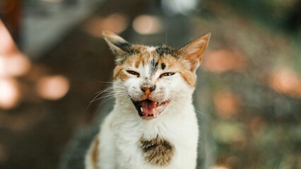 Closeup of stray cat with open mouth against bokeh background