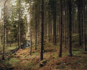 Fototapeta premium Beautiful view of the forest with dense vegetation.