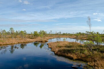 Swamp in a beautiful landscape with trees reflected in the water under the bright blue sky